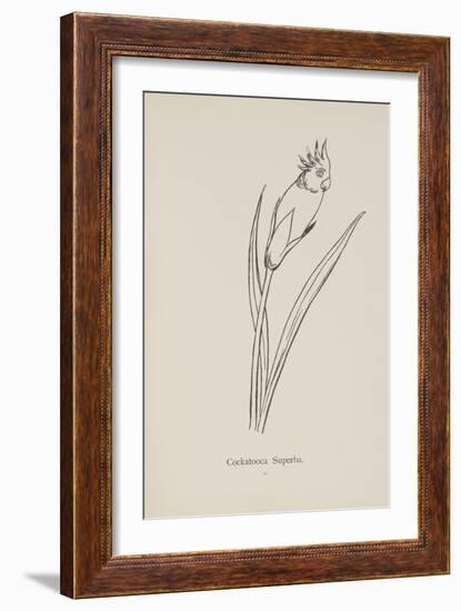 Cockatooca Superba. Illustration From Nonsense Botany by Edward Lear, Published in 1889.-Edward Lear-Framed Giclee Print