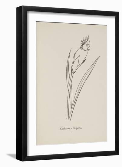 Cockatooca Superba. Illustration From Nonsense Botany by Edward Lear, Published in 1889.-Edward Lear-Framed Giclee Print