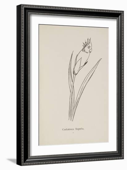 Cockatooca Superba. Illustration From Nonsense Botany by Edward Lear, Published in 1889.-Edward Lear-Framed Giclee Print