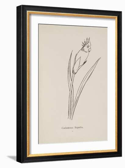 Cockatooca Superba. Illustration From Nonsense Botany by Edward Lear, Published in 1889.-Edward Lear-Framed Giclee Print