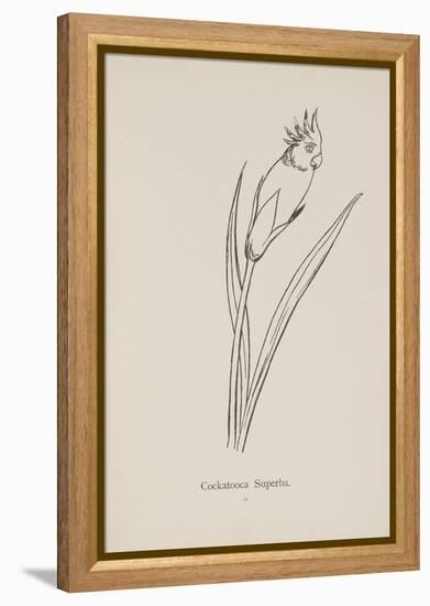 Cockatooca Superba. Illustration From Nonsense Botany by Edward Lear, Published in 1889.-Edward Lear-Framed Premier Image Canvas