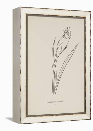 Cockatooca Superba. Illustration From Nonsense Botany by Edward Lear, Published in 1889.-Edward Lear-Framed Premier Image Canvas