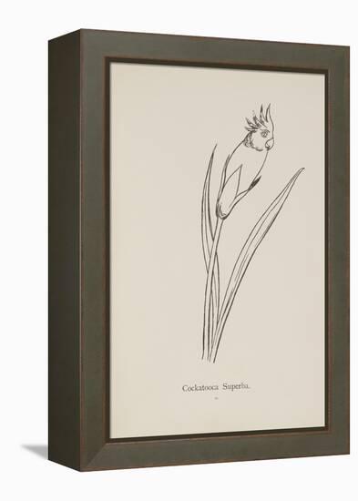 Cockatooca Superba. Illustration From Nonsense Botany by Edward Lear, Published in 1889.-Edward Lear-Framed Premier Image Canvas