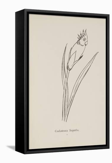 Cockatooca Superba. Illustration From Nonsense Botany by Edward Lear, Published in 1889.-Edward Lear-Framed Premier Image Canvas