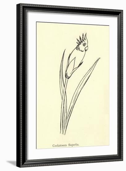 Cockatooca Superba-Edward Lear-Framed Giclee Print