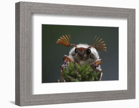 Cockchafer Beetle (Melolontha Melolontha) Male, Portrait Showing Splayed Antennae. Surrey, UK-Kim Taylor-Framed Photographic Print