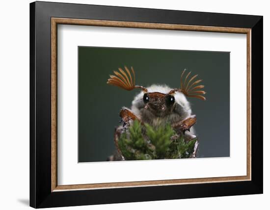 Cockchafer Beetle (Melolontha Melolontha) Male, Portrait Showing Splayed Antennae. Surrey, UK-Kim Taylor-Framed Photographic Print