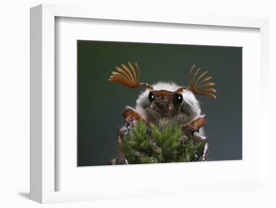 Cockchafer Beetle (Melolontha Melolontha) Male, Portrait Showing Splayed Antennae. Surrey, UK-Kim Taylor-Framed Photographic Print