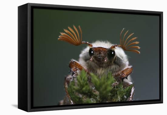 Cockchafer Beetle (Melolontha Melolontha) Male, Portrait Showing Splayed Antennae. Surrey, UK-Kim Taylor-Framed Premier Image Canvas