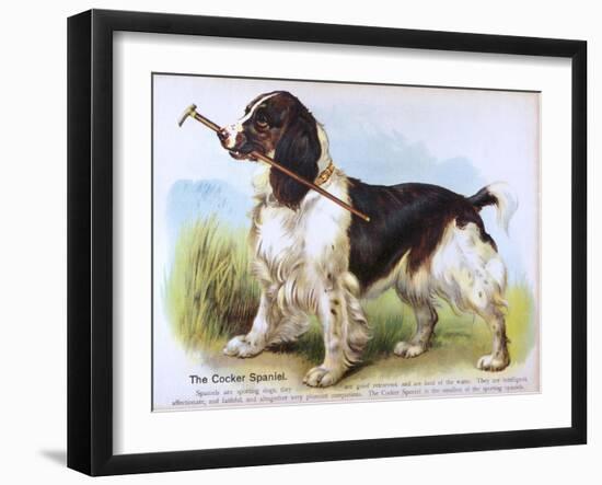 Cocker Spaniel (Anon)-null-Framed Art Print