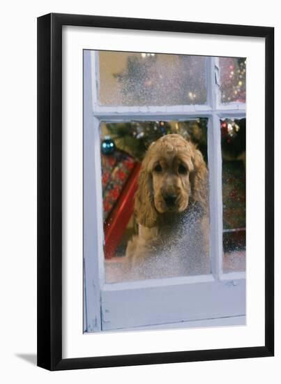 Cocker Spaniel at Window-null-Framed Photographic Print