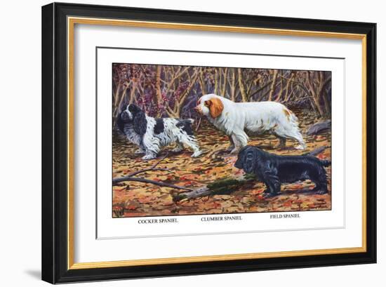 Cocker Spaniel, Clumber Spaniel, and Field Spaniel-Louis Agassiz Fuertes-Framed Art Print