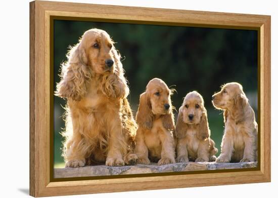 Cocker Spaniel Dogs, Adult and Puppies Sitting in a Row-null-Framed Premier Image Canvas