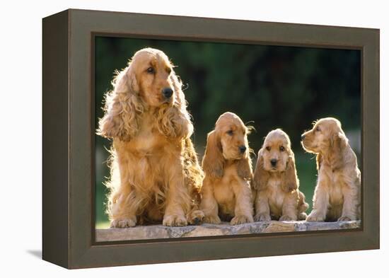 Cocker Spaniel Dogs, Adult and Puppies Sitting in a Row-null-Framed Premier Image Canvas