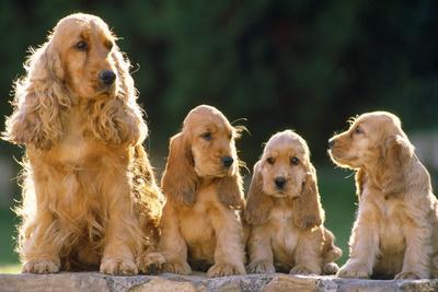 Adult cocker spaniel sales