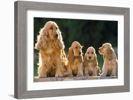 Cocker Spaniel Dogs, Adult and Puppies Sitting in a Row-null-Framed Photographic Print