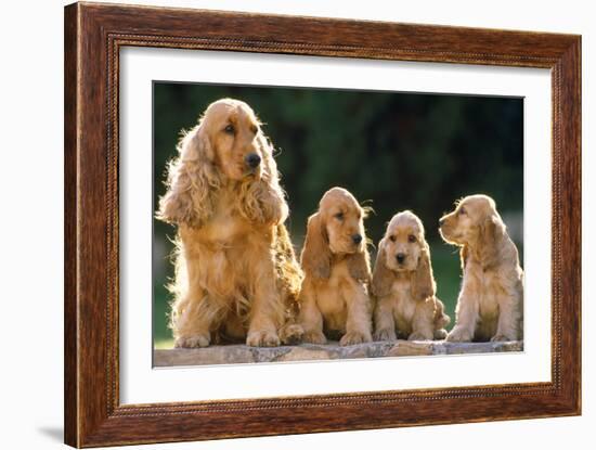 Cocker Spaniel Dogs, Adult and Puppies Sitting in a Row-null-Framed Photographic Print