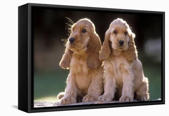 Cocker Spaniel Dogs-null-Framed Premier Image Canvas