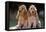 Cocker Spaniel Dogs-null-Framed Premier Image Canvas