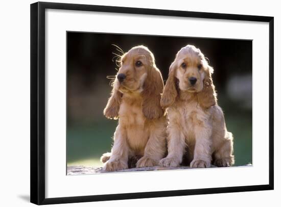 Cocker Spaniel Dogs-null-Framed Photographic Print