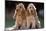 Cocker Spaniel Dogs-null-Mounted Photographic Print