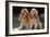 Cocker Spaniel Dogs-null-Framed Photographic Print