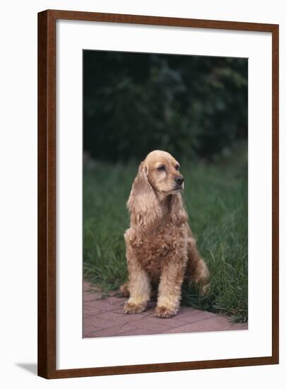 Cocker Spaniel in Yard-DLILLC-Framed Photographic Print