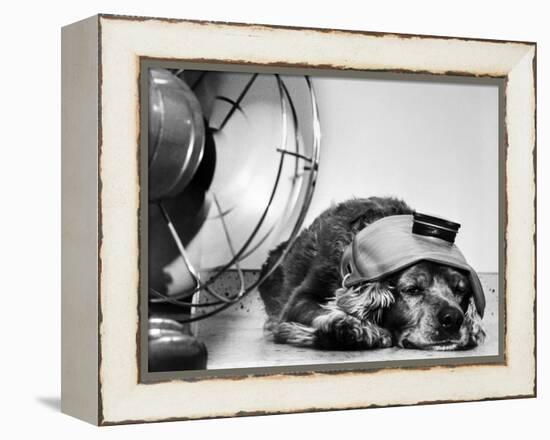Cocker Spaniel Keeping Cool with Electric Fan-Bettmann-Framed Premier Image Canvas