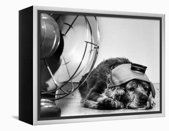 Cocker Spaniel Keeping Cool with Electric Fan-Bettmann-Framed Premier Image Canvas