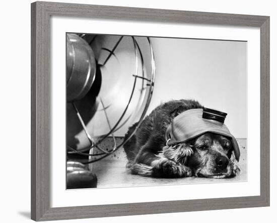 Cocker Spaniel Keeping Cool with Electric Fan-Bettmann-Framed Photographic Print