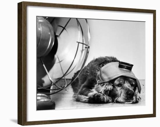 Cocker Spaniel Keeping Cool with Electric Fan-Bettmann-Framed Photographic Print