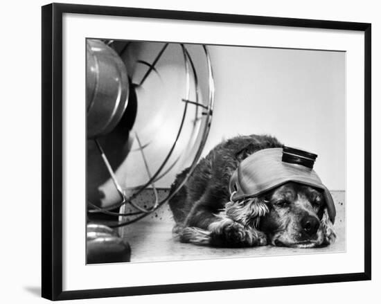 Cocker Spaniel Keeping Cool with Electric Fan-Bettmann-Framed Photographic Print