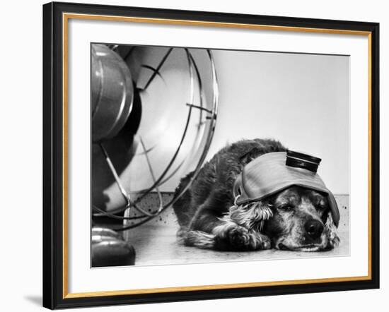 Cocker Spaniel Keeping Cool with Electric Fan-Bettmann-Framed Photographic Print