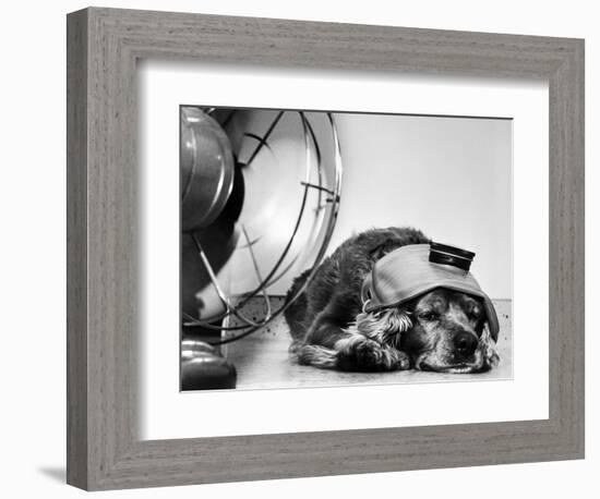 Cocker Spaniel Keeping Cool with Electric Fan-Bettmann-Framed Photographic Print