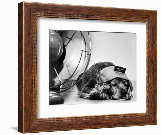 Cocker Spaniel Keeping Cool with Electric Fan-Bettmann-Framed Photographic Print