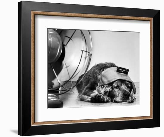 Cocker Spaniel Keeping Cool with Electric Fan-Bettmann-Framed Photographic Print