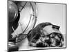 Cocker Spaniel Keeping Cool with Electric Fan-Bettmann-Mounted Photographic Print