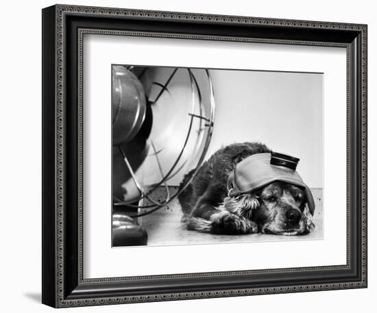 Cocker Spaniel Keeping Cool with Electric Fan-Bettmann-Framed Photographic Print