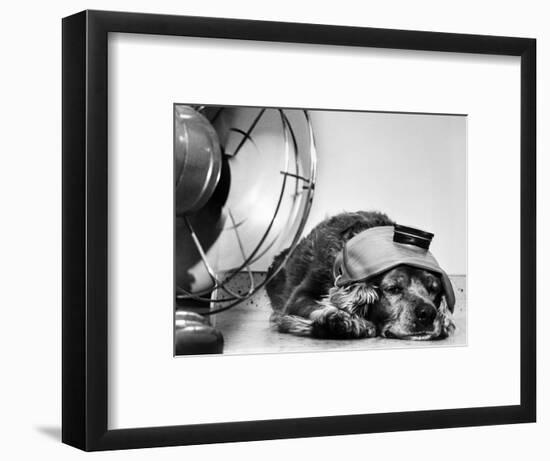 Cocker Spaniel Keeping Cool with Electric Fan-Bettmann-Framed Photographic Print