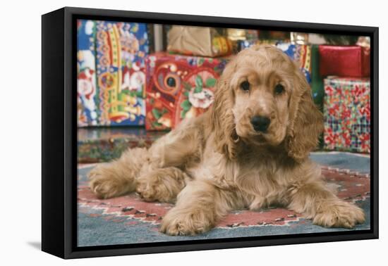 Cocker Spaniel, Lying by Presents-null-Framed Premier Image Canvas