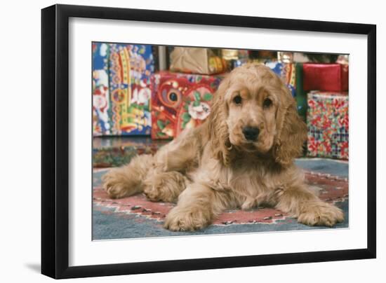 Cocker Spaniel, Lying by Presents-null-Framed Photographic Print