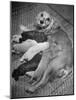 Cocker Spaniel Nursing Her Puppies-Hansel Mieth-Mounted Photographic Print