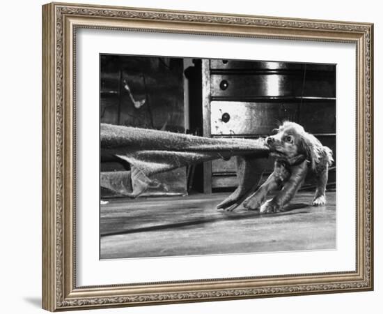 Cocker Spaniel Playing with Blanket-Frank Scherschel-Framed Photographic Print