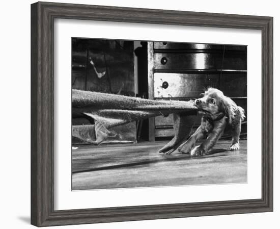 Cocker Spaniel Playing with Blanket-Frank Scherschel-Framed Photographic Print