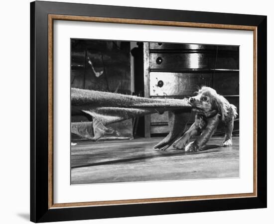 Cocker Spaniel Playing with Blanket-Frank Scherschel-Framed Photographic Print