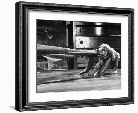 Cocker Spaniel Playing with Blanket-Frank Scherschel-Framed Photographic Print