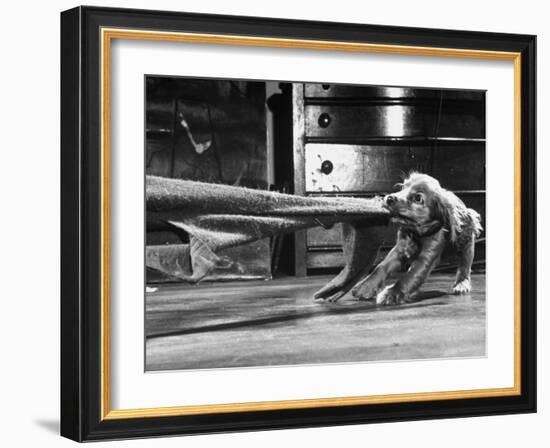 Cocker Spaniel Playing with Blanket-Frank Scherschel-Framed Photographic Print