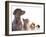 Cocker Spaniel Puppy And British Cat-Lilun-Framed Photographic Print