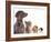 Cocker Spaniel Puppy And British Cat-Lilun-Framed Photographic Print