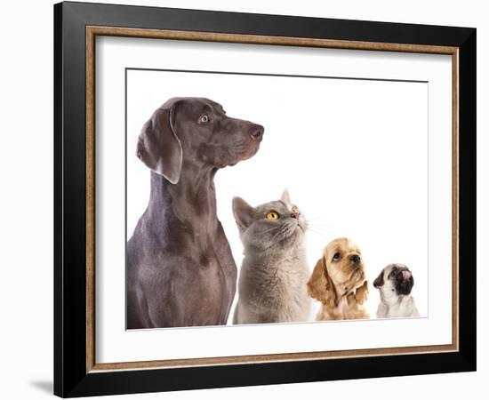 Cocker Spaniel Puppy And British Cat-Lilun-Framed Photographic Print